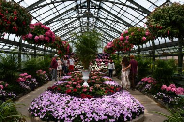 Niagara Şelalesi, Ontario 'daki Floral Showhouse' da 28 Mayıs 2023 'te görülen yıllık Hydrangea Sergisi.
