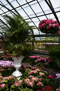 Niagara Şelalesi, Ontario 'daki Floral Showhouse' da 28 Mayıs 2023 'te görülen yıllık Hydrangea Sergisi.