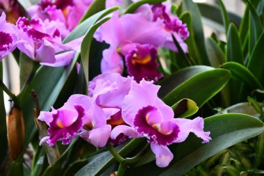 Güzel Noel Orkide Çiçekleri