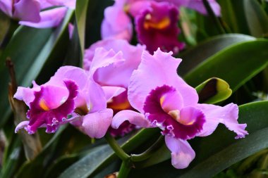 Güzel Noel Orkide Çiçekleri