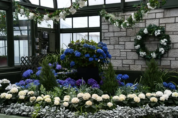 Niagara Falls Mai Jährliche Hortensienausstellung Floral Showhouse Niagara Falls Ontario — Stockfoto