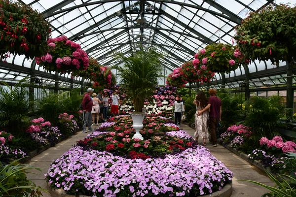 Niagara Cae Mayo Exhibición Anual Hortensias Floral Showhouse Niagara Falls — Foto de Stock