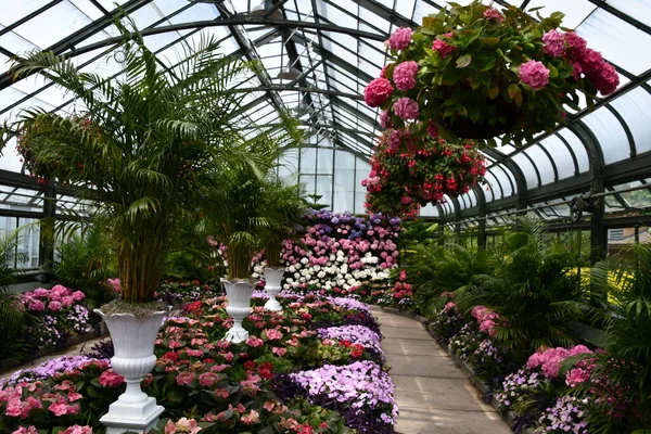 Niagara Falls Maggio Esposizione Annuale Ortensie Presso Floral Showhouse Niagara — Foto Stock