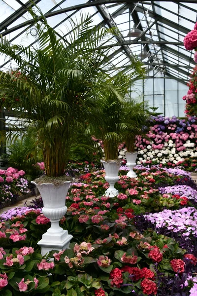 Niagara Falls Mei Jaarlijkse Hortensia Uitstalling Bij Floral Showhouse Niagara — Stockfoto