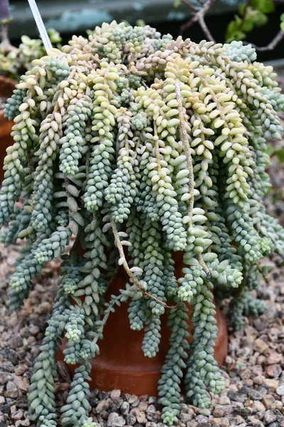 Prickly Cactus Plants Desert — Stock Photo, Image