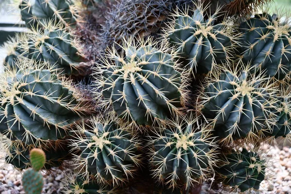 Plantes Cactus Épineux Dans Désert — Photo