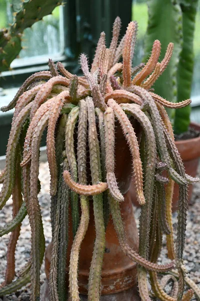 Plantas Cactus Espinoso Desierto — Foto de Stock