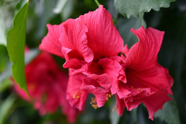 Una Flor Hibisco Rojo — Foto de Stock