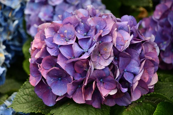 Baharda Güzel Ortanca Çiçekleri — Stok fotoğraf