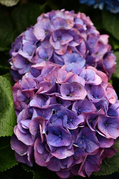 Baharda Güzel Ortanca Çiçekleri — Stok fotoğraf