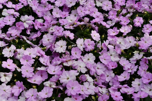Beautiful Hydrangea Flowers Spring — Stock Photo, Image