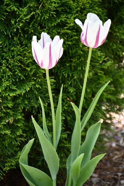 Tulip Květiny Zahradě — Stock fotografie
