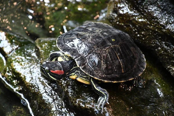 Schildpadden Een Dierentuin — Stockfoto