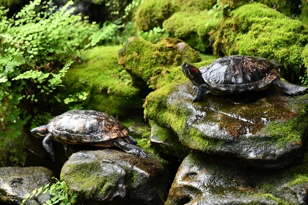 Черепахи Зоопарке — стоковое фото