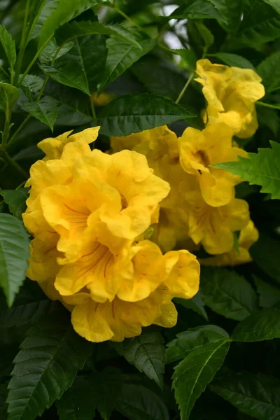 Güzel Sarı Yaşlı Çiçekleri — Stok fotoğraf
