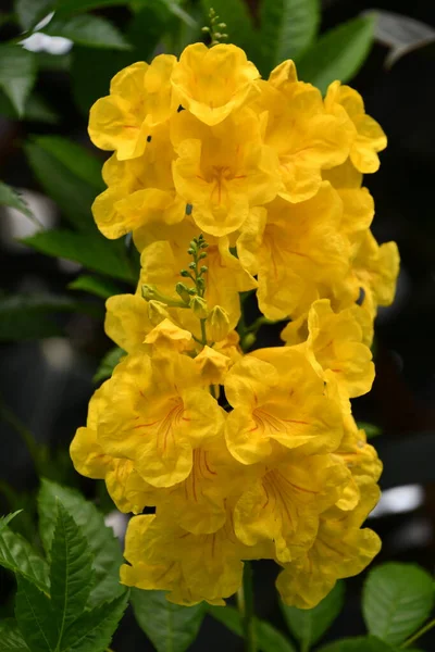 Pretty Yellow Elder Flowers — Stock Photo, Image