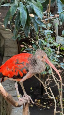 Bir Kızıl Ibis Kuşu