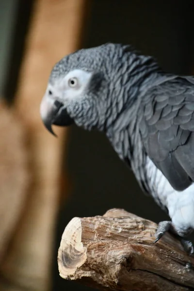 Papagaio Cinzento Africano — Fotografia de Stock
