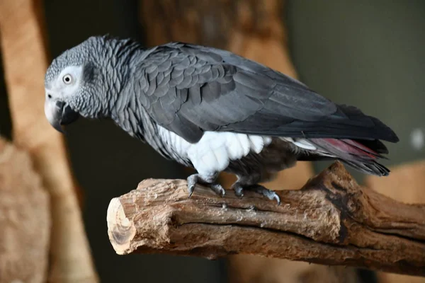 Burung Beo Abu Abu Afrika — Stok Foto