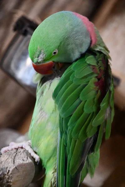 Pájaro Perico Alejandrino —  Fotos de Stock