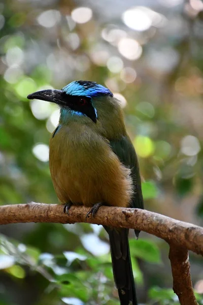 Amazonian Blue Capped Motmot Bird — стоковое фото