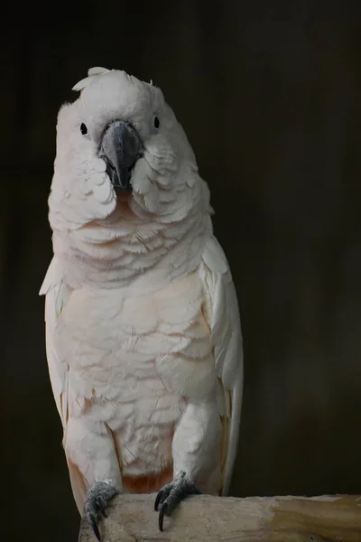 Pássaro Branco Cacatua — Fotografia de Stock