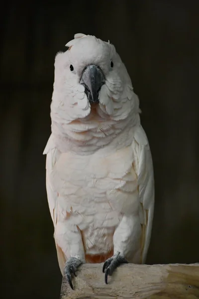 Ένα Λευκό Παπαγαλάκι — Φωτογραφία Αρχείου