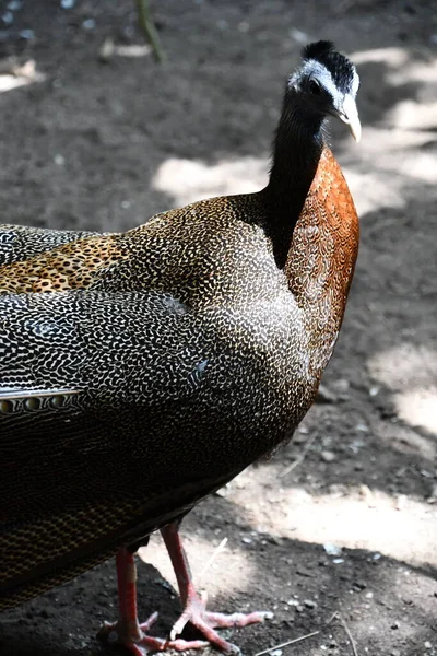 Een Grote Argus Fazant Vogel — Stockfoto