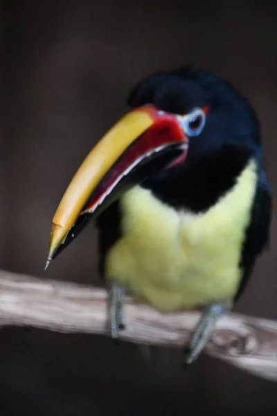 Zelený Pták Aracari — Stock fotografie