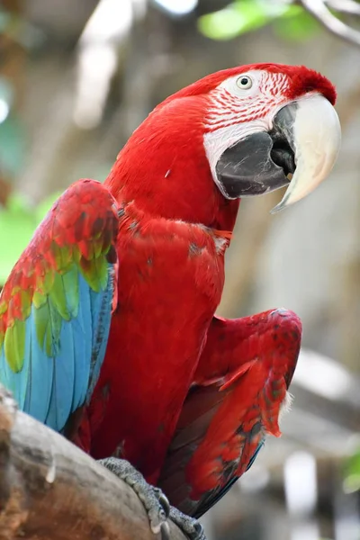 Зеленокрилий Папуга — стокове фото