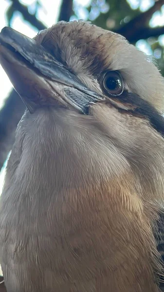 Uccello Kookaburra Ridente — Foto Stock