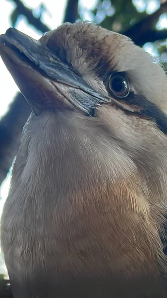 Skrattande Kookaburra Fågel — Stockfoto