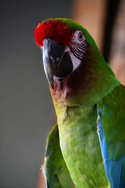 Militär Macaw Fågel — Stockfoto