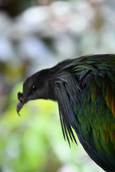 Nicobar Pigeon Bird — Stock Photo, Image