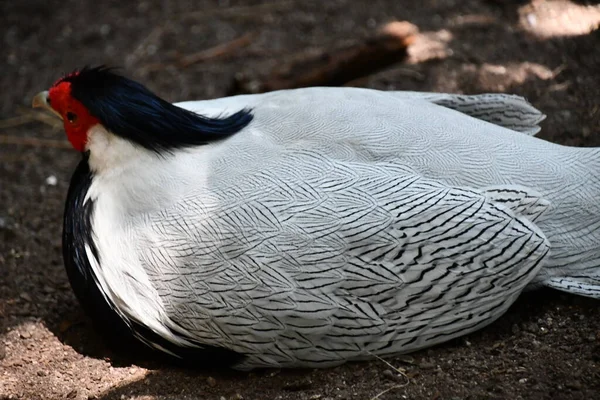 Srebrny Ptak Bażant — Zdjęcie stockowe