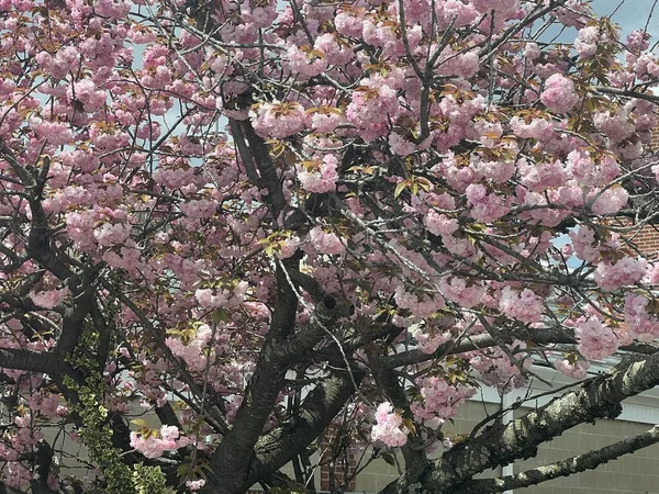 Kiraz Çiçeği Ağaçlar Bahar — Stok fotoğraf