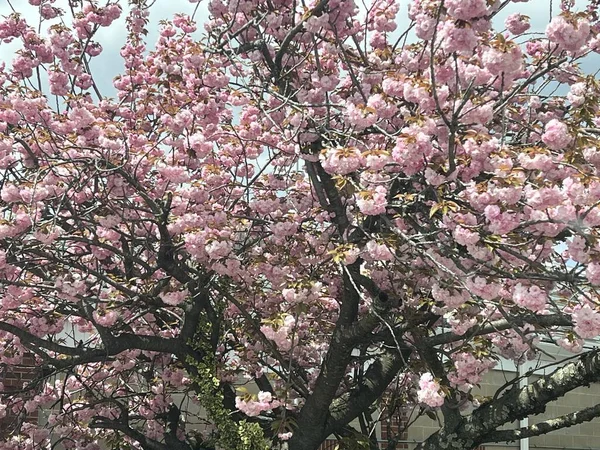 Kirschblütenbäume Frühling — Stockfoto