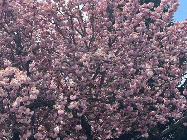 Les Cerisiers Fleurs Printemps — Photo