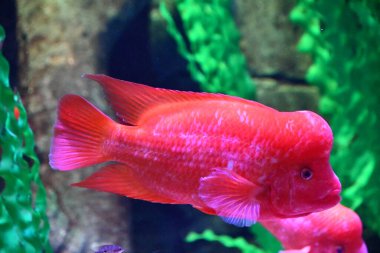 Süper Kırmızı Maymun Balığı