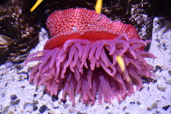 Deniz Anemone Bir Akvaryum — Stok fotoğraf