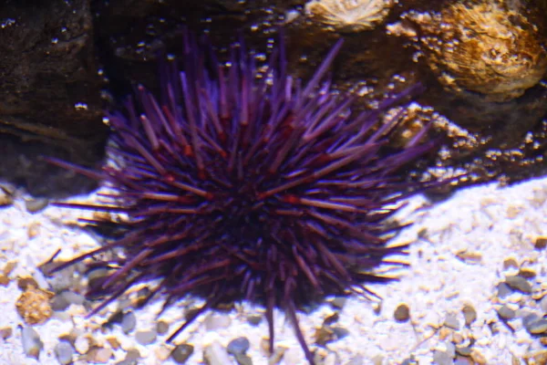 Urchin Mar Aquário — Fotografia de Stock