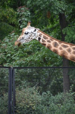 Hayvanat bahçesindeki zürafa