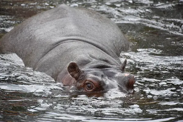 A Hippopotamus in Water