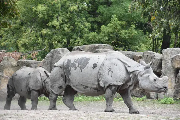Большой Носорог Зоопарке — стоковое фото