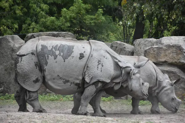 Big Rhinoceros Zoológico — Fotografia de Stock