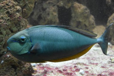 Bir akvaryum renkli balık