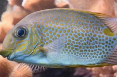 Bir akvaryum renkli balık