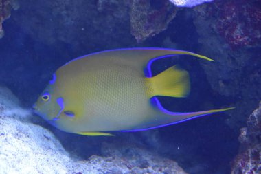 Bir akvaryum renkli balık