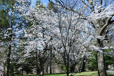 NEWARK NJ - 8 Nisan 2022 'de Newark, New Jersey' deki Branch Brook Park 'ta Kiraz Çiçeği Festivali.