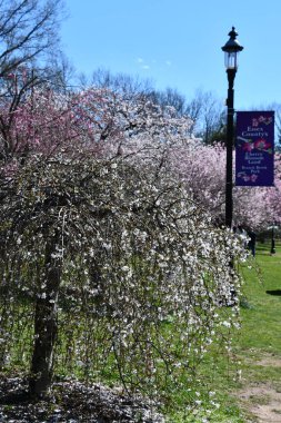 NEWARK NJ - 8 Nisan 2022 'de Newark, New Jersey' deki Branch Brook Park 'ta Kiraz Çiçeği Festivali.